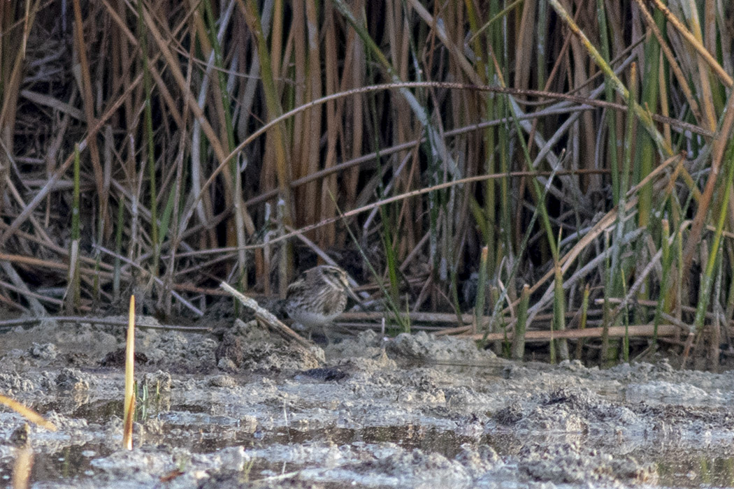 Jack Snipe